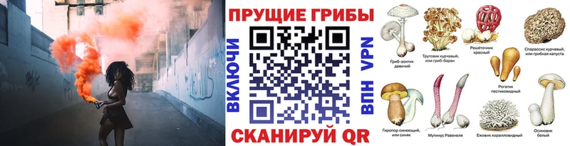 Галлюциногенные грибы Psilocybe  Губаха 